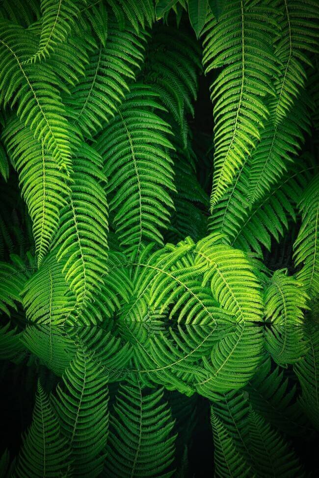Beauty In Nature Takeshi Mitamura