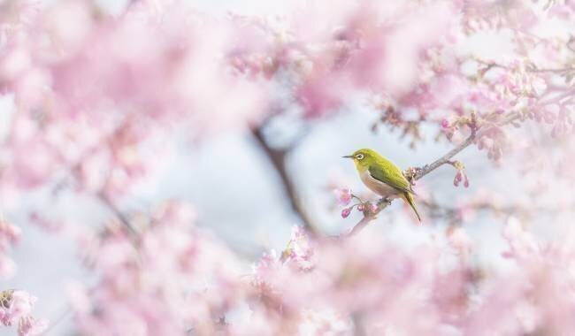 Cherry-blossom color Takashi Suzuki