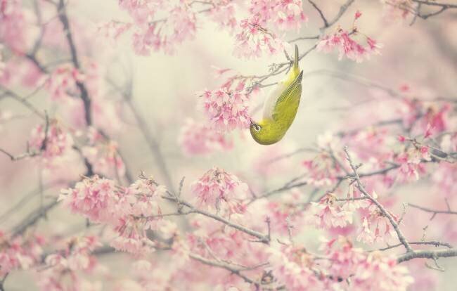 Cherry-blossom color Takashi Suzuki