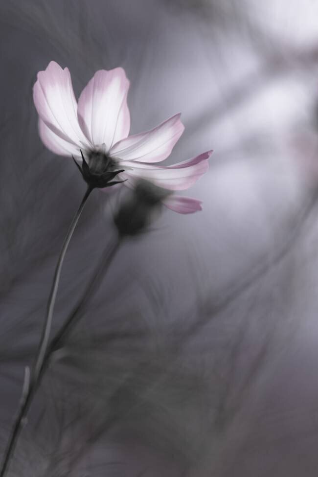 Cosmos Hidebon