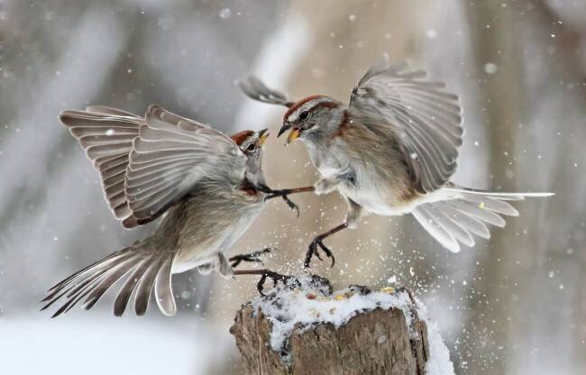 Fight Club Mircea Costina 