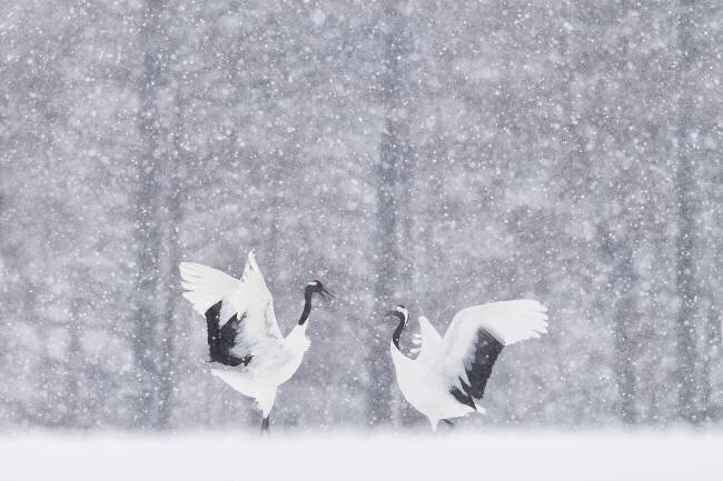 Japanese Cranes Roberto Marchegiani