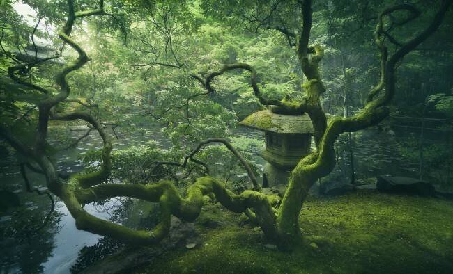 Japanese Tree Javier de la Torre