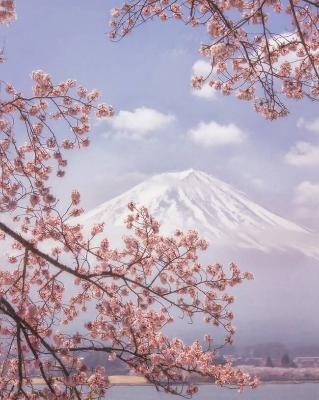 Mt.Fuji in the cherry blossoms Makiko Samejima