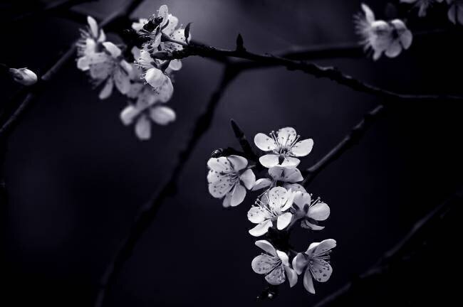 Petite Fleur de mes nuits CelineM