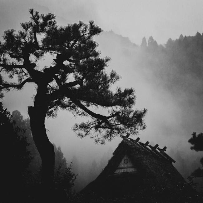 Pine Tsuneya Fujii