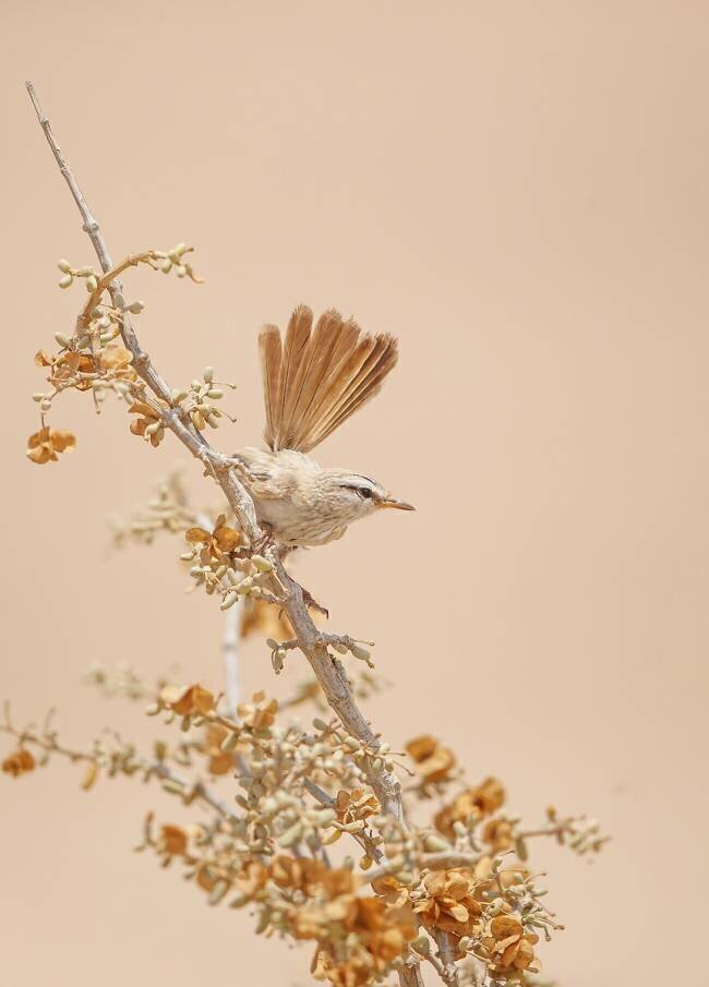 Scrub Warbler Shlomo Waldmann