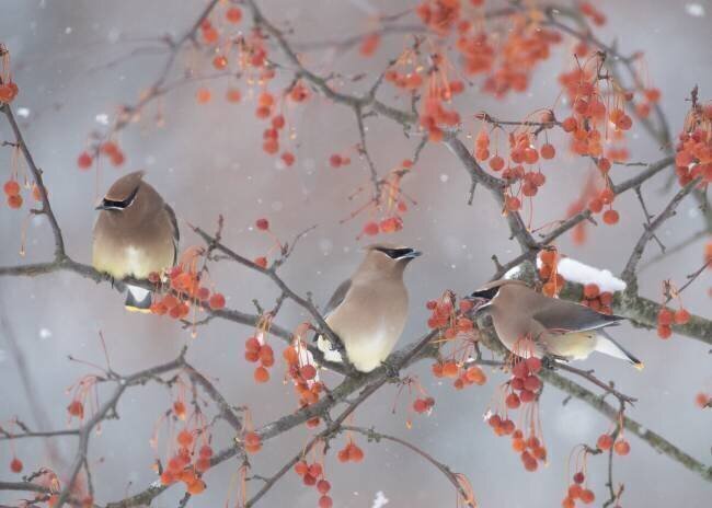 Snow, Bird and Tree Ben Li