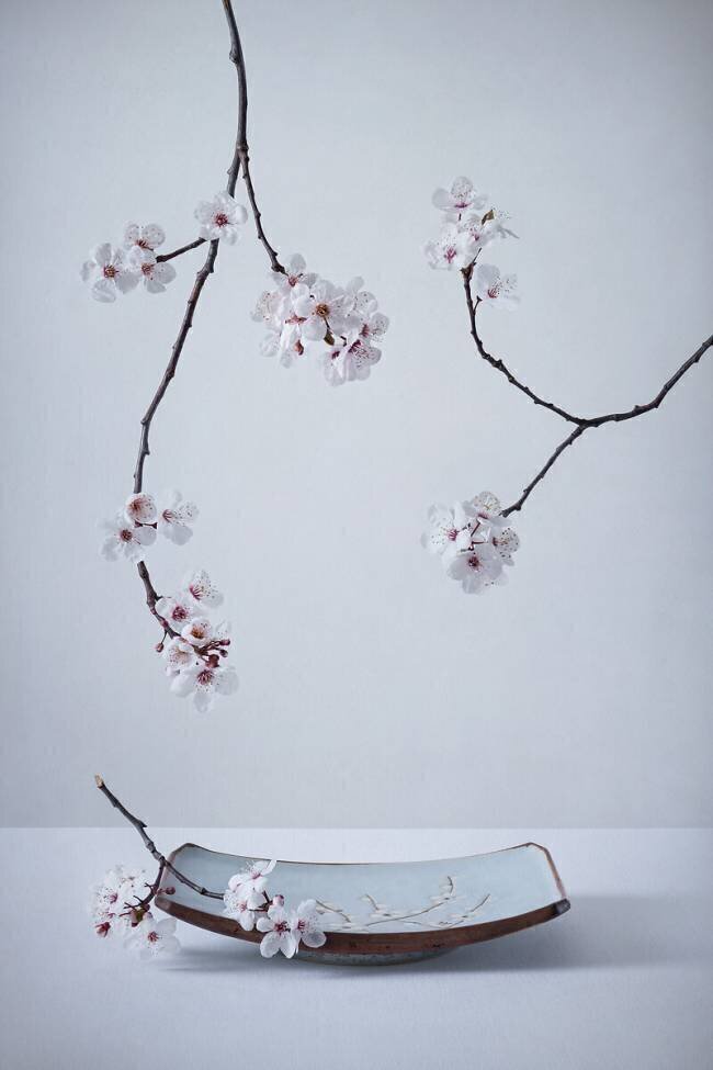 The First Cherry Blossom Inna Karpova