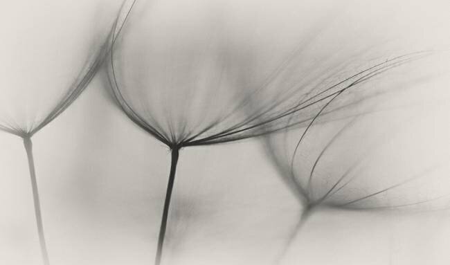 Tragopogon Lotte Gronkjar