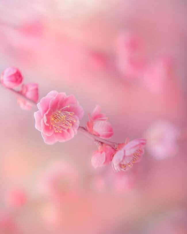 Untitled Miyako Koumura
