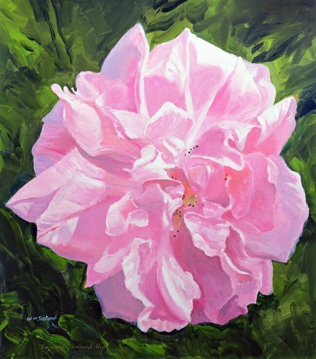 Victorian Rose William Ireland