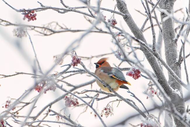 Waxwing Konstantin Selezenev