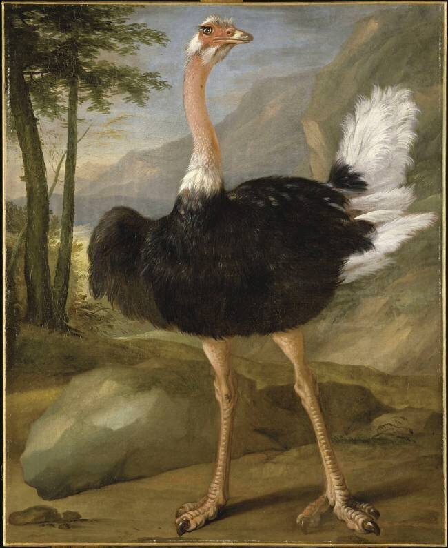 Etude d'oiseau (autruche) Nicasius Bernaerts