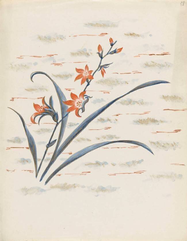 Modèle pour le décor du Service floral Emile Gallé