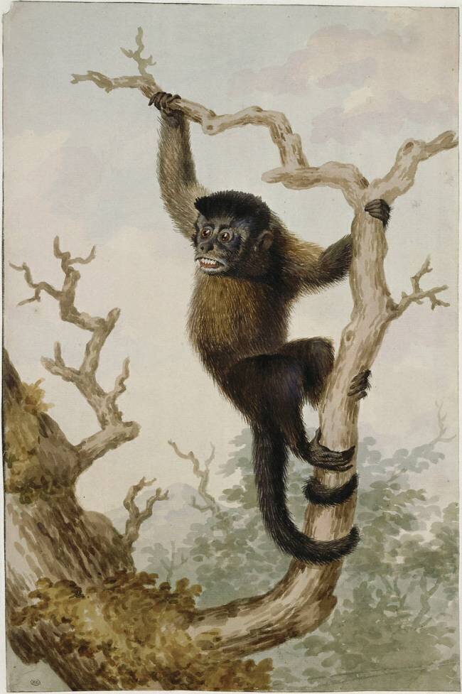 Un singe sur une branche d'arbre Louis-Bernard Coclers