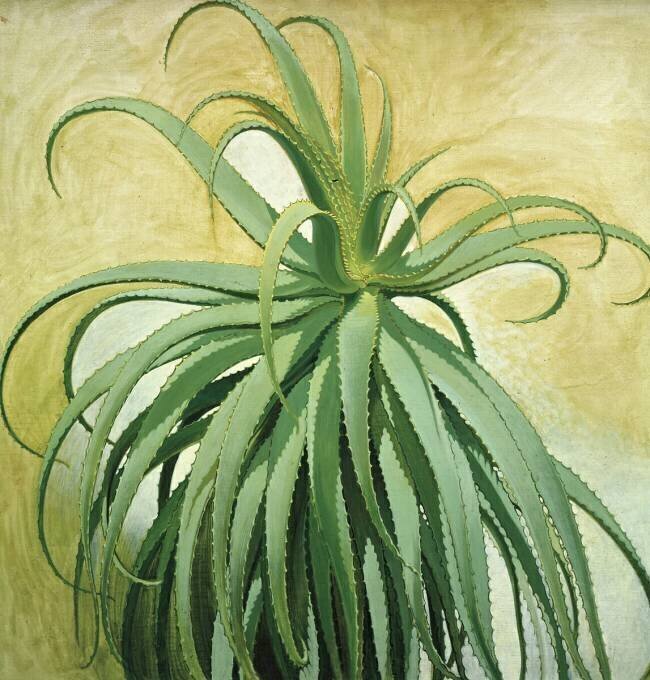 Aloe Vera Nestor de la Torre