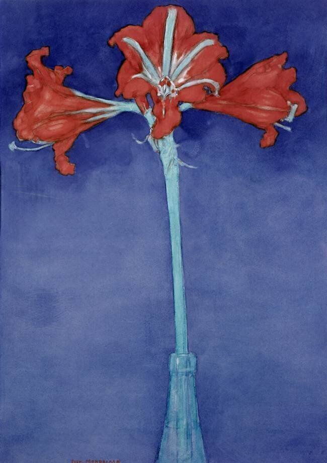 Amaryllis (Hippeastrum) Piet Mondrian