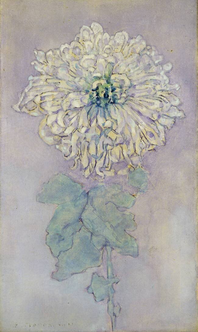 Chrysanthemum Piet Mondrian