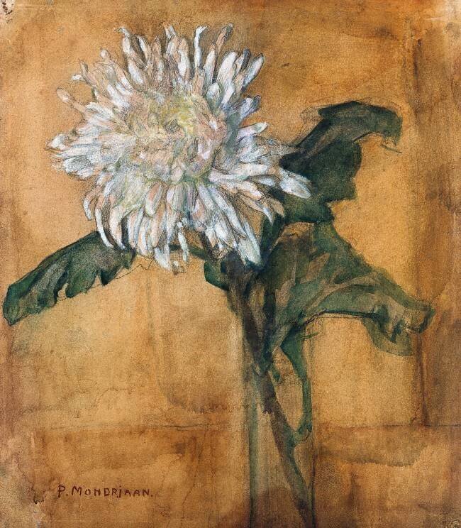Chrysanthemum Piet Mondrian