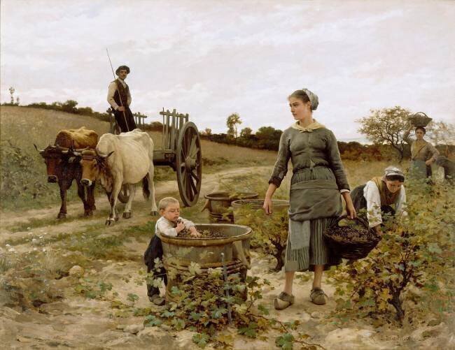 Coin de vigne, Languedoc Edouard Debat-Ponsan