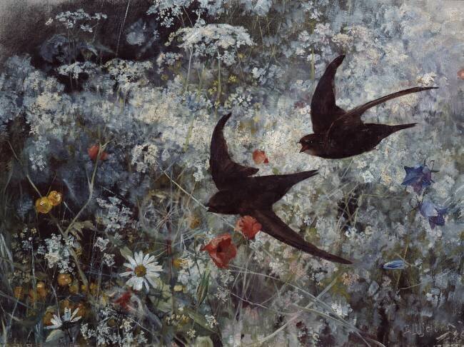 (Common) Swift, 1886 Bruno Liljefors