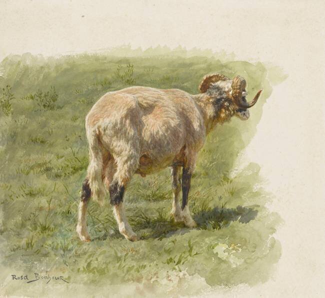 Etude de bélier Rosa Bonheur