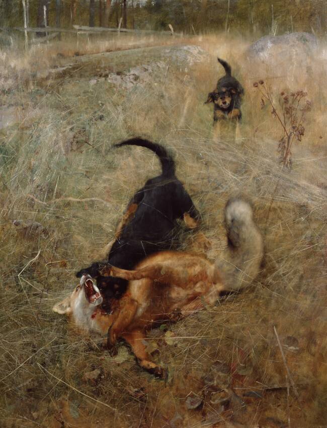 Hounds and fox Bruno Liljefors