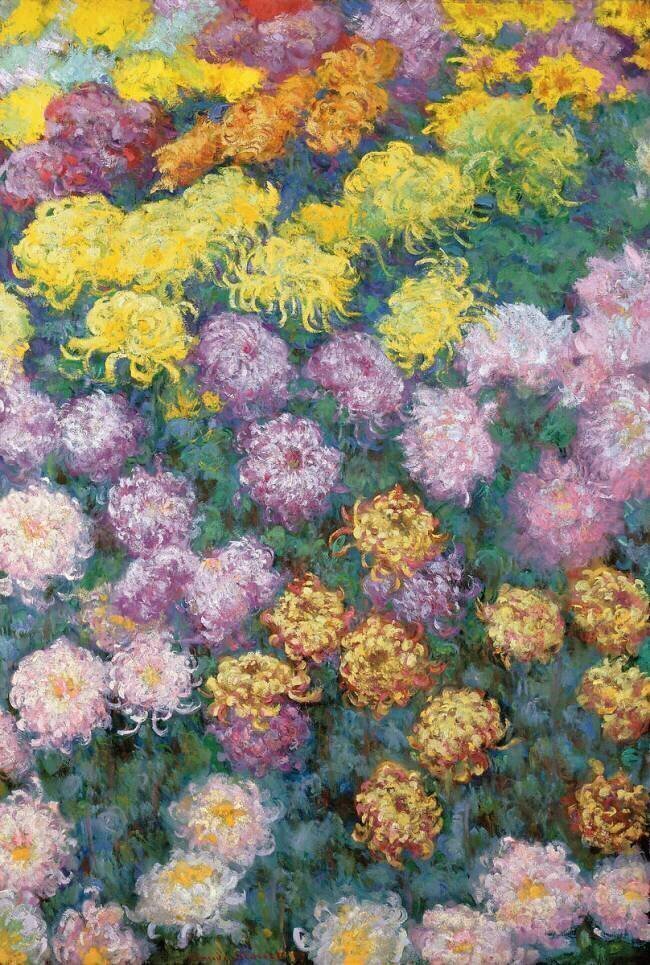 Massif de Chrysanthemes Claude Monet