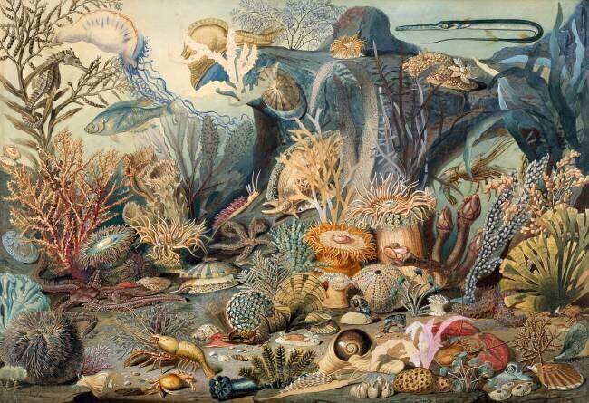 Ocean Life James M Sommerville