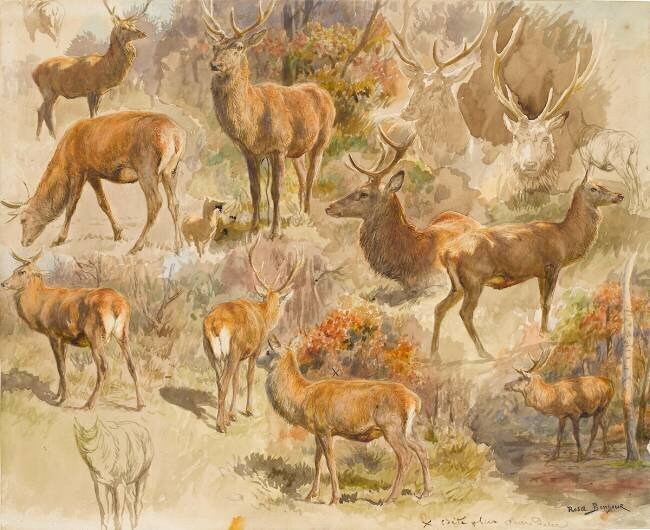 Quatorze études de cerfs Rosa Bonheur