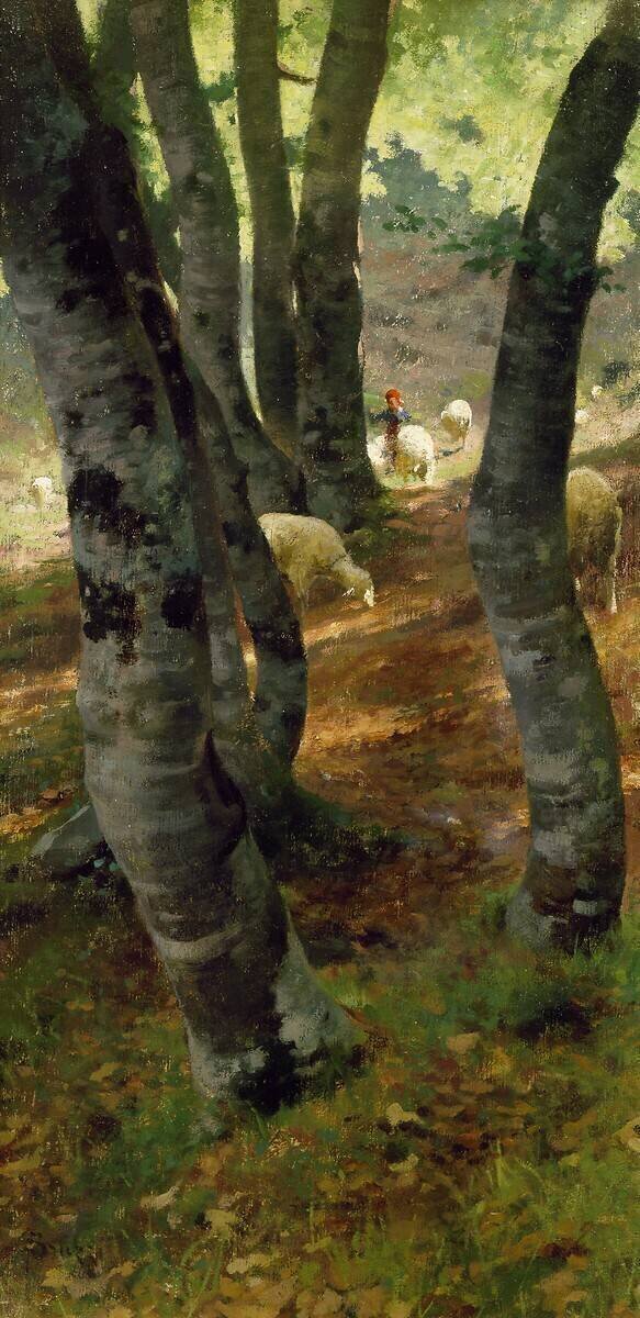 Sheep in forest Stefano Bruzzi