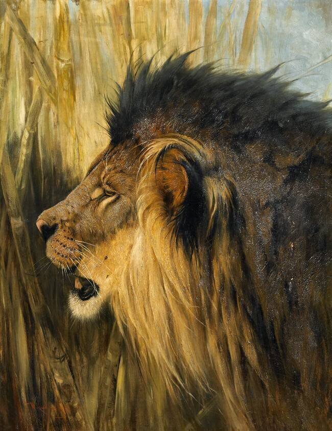 Tête de lion Wilhelm Kuhnert