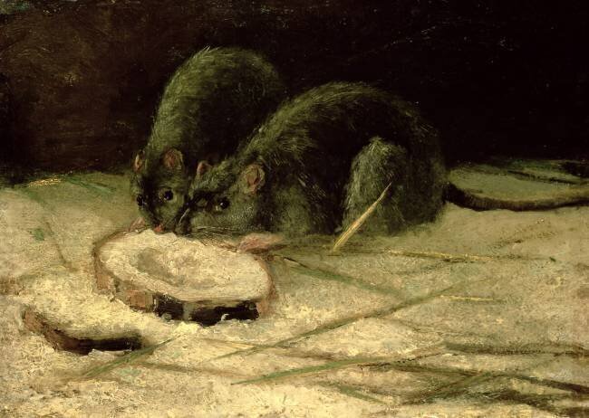 Two Rats Vincent van Gogh