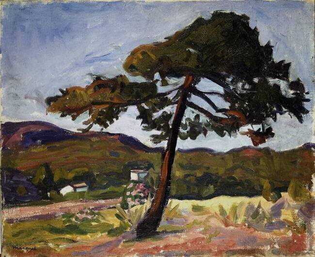 Un pin à St. Tropez Albert Marquet