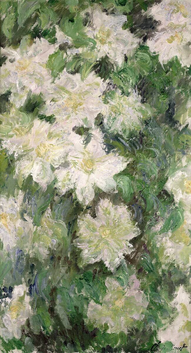 White Clematis Claude Monet