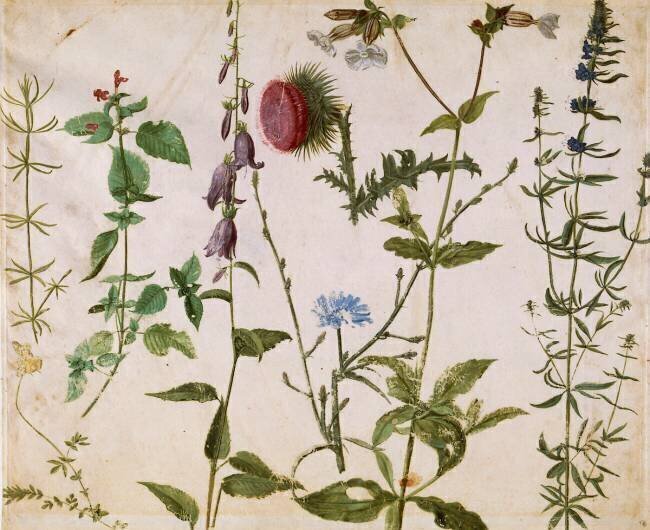 Huit études de fleurs des champs Albrecht Dürer