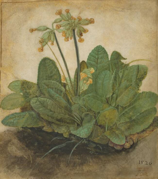 Tuft of Cowslips Albrecht Dürer