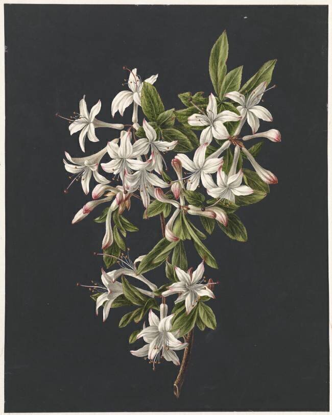 Branch d'Azaleas en Fleurs M. de Gijselaar