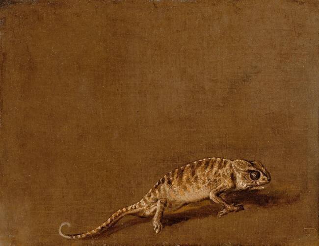 Caméléon Pieter Boel