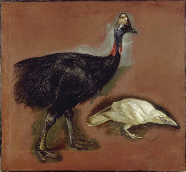 Casoar et corbeau blanc ; étude Pieter Boel