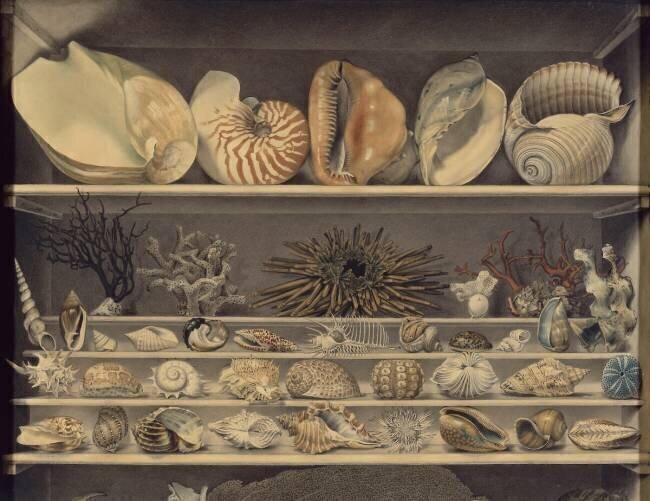 Choix de coquillages Alexandre-Isidore Leroy de Barde