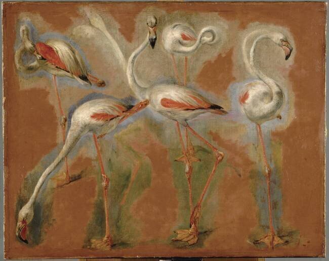 Cinq flamants roses Pieter Boel