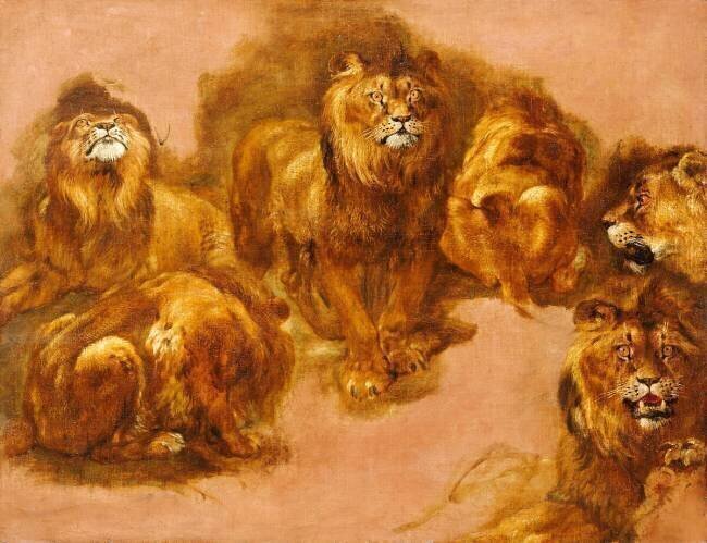 Etudes de lions Pieter Boel
