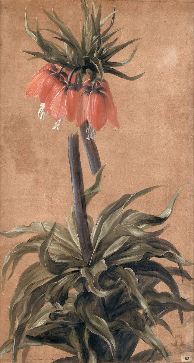 Fritillaire Alexandre-François Desportes