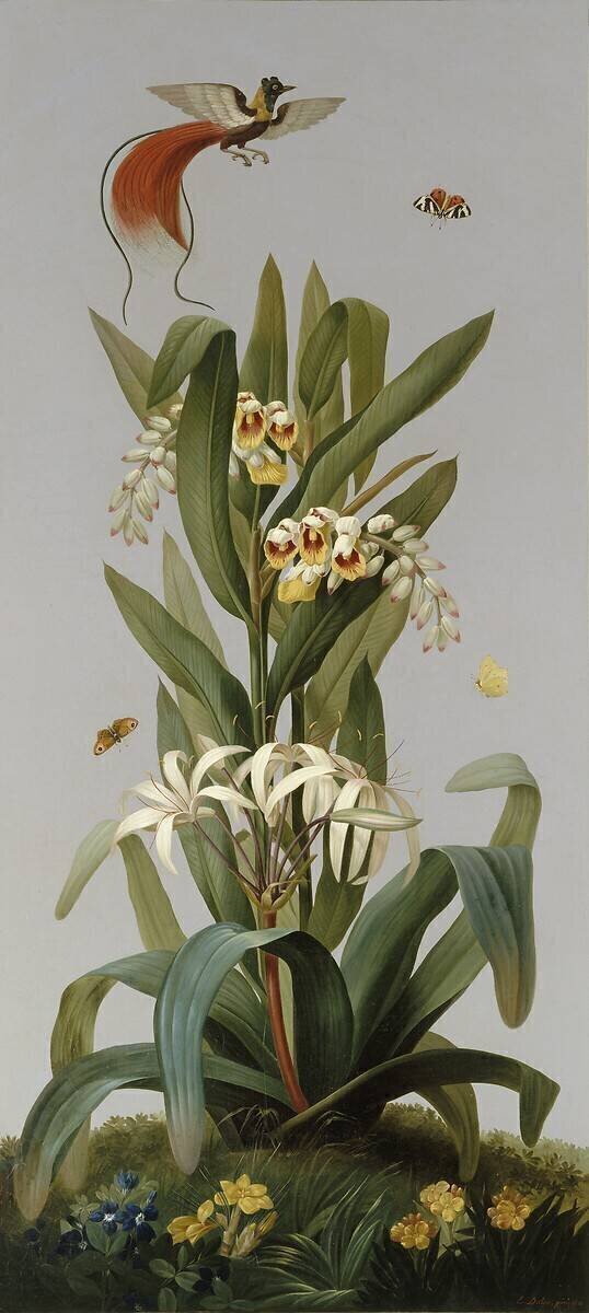 Globbée pendante, Crinum rougeâtre Pierre Joseph Redouté