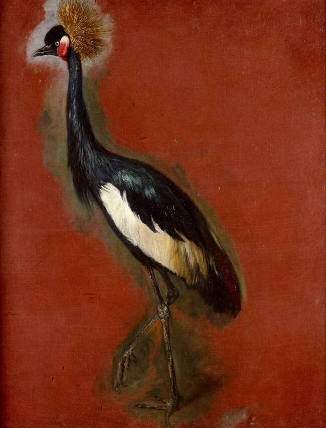 Grue à aigrette. Etude Pieter Boel