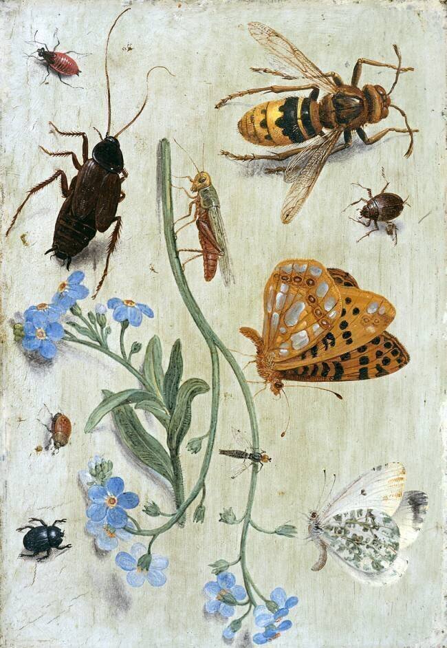 Insectes Jan van Kessel