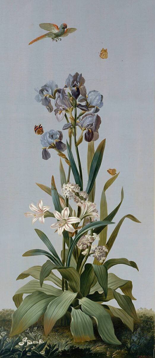 Iris de Florence, Aletris odorant, Amaryllis rayée Etienne Dubois le Père