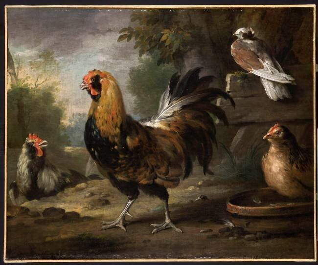 Le coq Aert Schouman